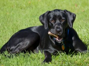 Big Black Dog Names