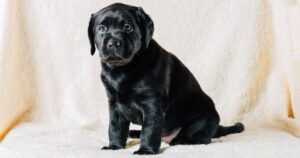 Black Dog Names