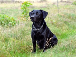 Boy Black Dog Names