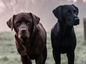 Chocolate Lab Vs Black Lab Appearance