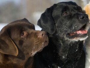Chocolate Lab Vs Black Lab History