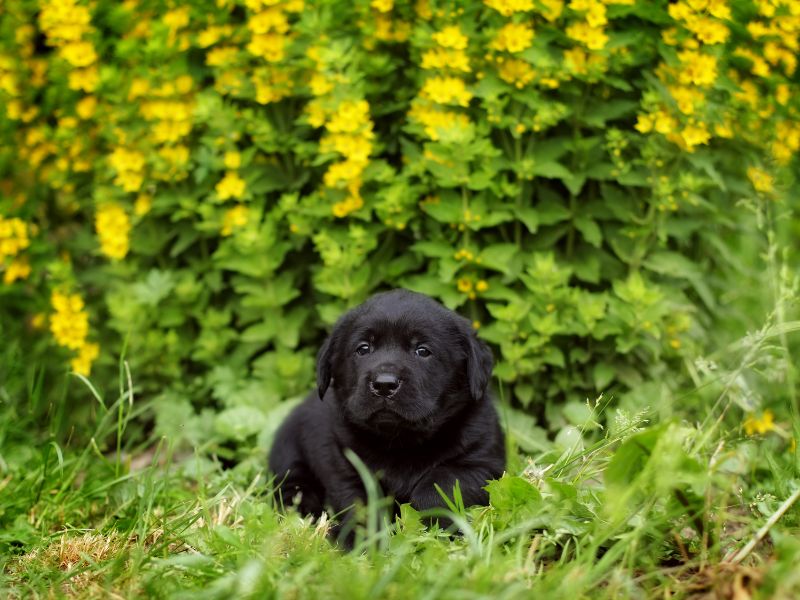 Cute Names for Black Dogs