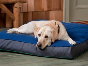 Do Yellow Labradors Shed More Than Black Labradors