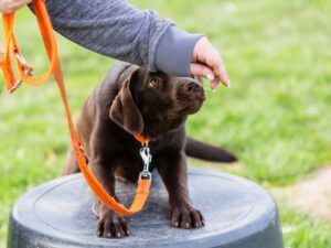 Does it matter if your dog snatches