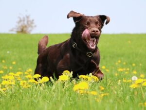Dog Zoomies – Biting