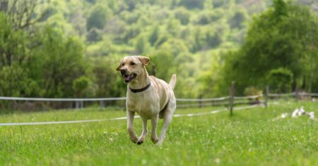 Dog Zoomies – Why Do Dogs Run In Circles