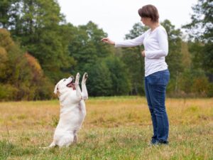Feeding The Dog