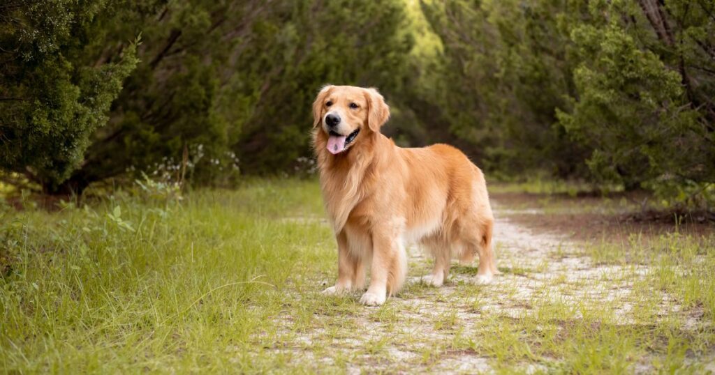 Field Golden Retriever vs. Show Golden Retriever (7 Differences)