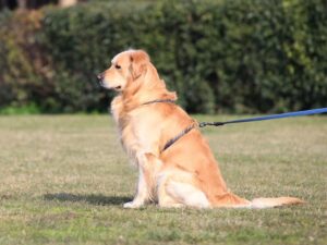 Field Golden Retrievers Vs. Show Golden Retrievers Overview
