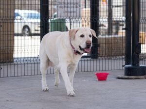 Get Pippa's Training Tips