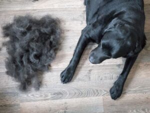 Get Pippa's Training Tips!