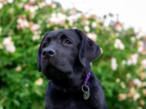Girl Names for Black Dogs