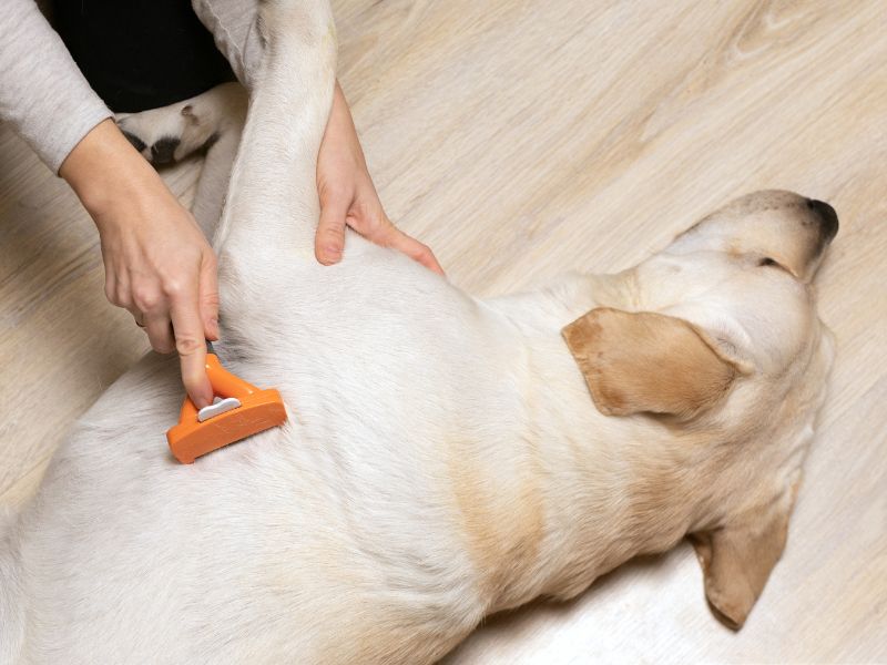 How To Cope With Labrador Shedding