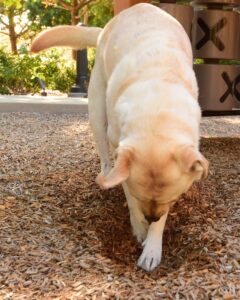 How To Keep Dogs From Digging Under Fence Boundaries