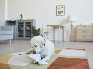 How To Prevent Dog Zoomies
