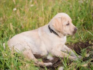 How To Stop A Dog From Digging
