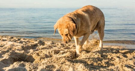 How To Stop A Dog From Digging – Why Do Dogs Dig Holes