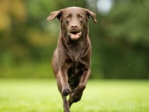 Is This The Dog Zoomies