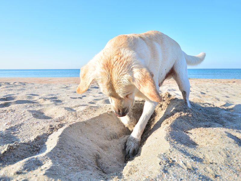 Is Your Dog Digging To Solve A Problem
