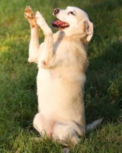 Is it possible to stop a dog from snatching