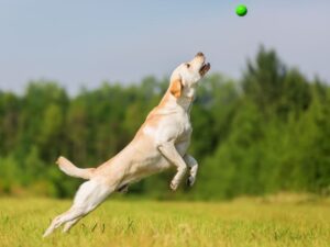 Keeping Your Labrador Healthy