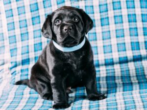 Purchasing A Puppy, And The Breed Standard