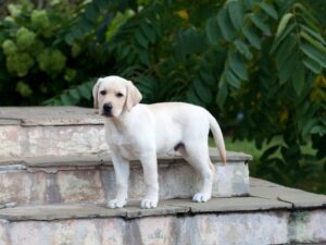 The Labrador Breed Standard