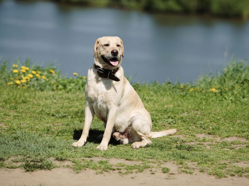 What Are Labrador Breed Standards For