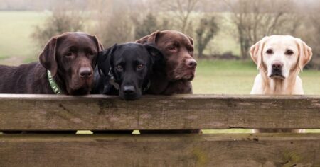 What The Labrador Breed Standard Is Really Telling You