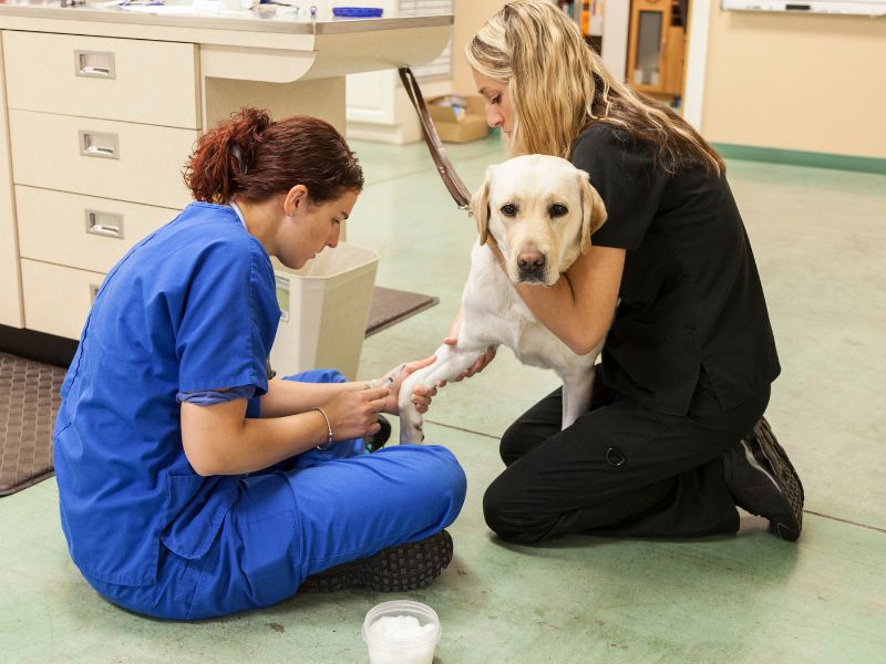 What to Do When Your Labrador is Sick
