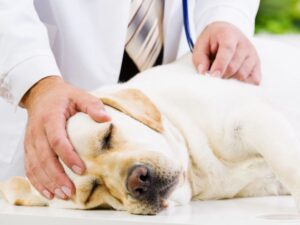 When to Call the Vet