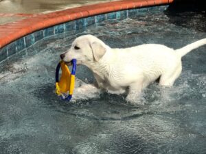Why Do Dogs Run Around After A Bath
