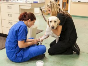 Why Do Dogs Shed