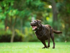 Why Does My Dog Run Around Like Crazy