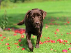 Why Does My Labrador Shed So Much