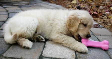 10 Best Chew Toys for Golden Retriever Puppies