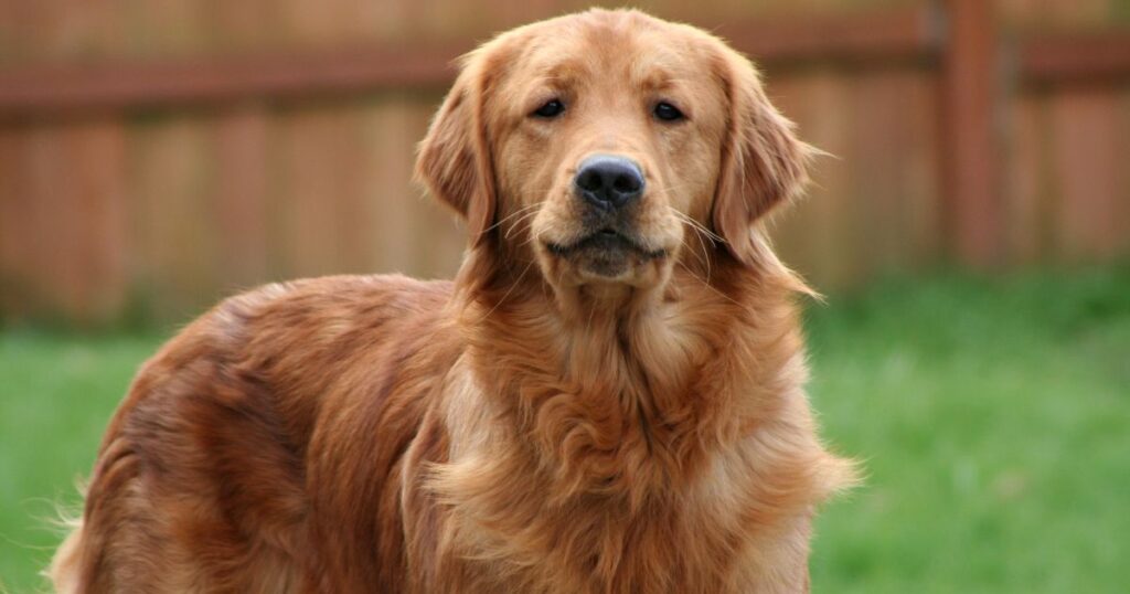 15 Golden Retriever Pros and Cons (Plus Some Bonus Facts)