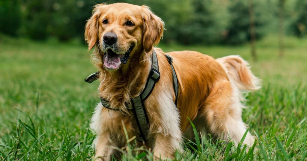 17 Tips To Manage Golden Retriever Shedding