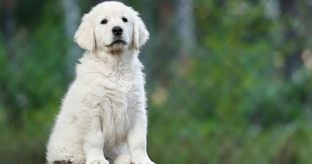 23 Facts About English Cream Golden Retrievers You Probably Didn’t Know