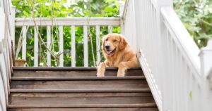 25 celebrities with golden retrievers