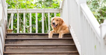 25 celebrities with golden retrievers