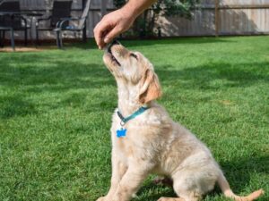 6 Tips For Training Your Golden Retriever