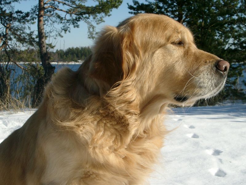 60% Of Golden Retrievers Are Impacted By Cancer
