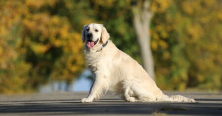 63 Golden Retriever Facts You (Probably) Didn’t Know