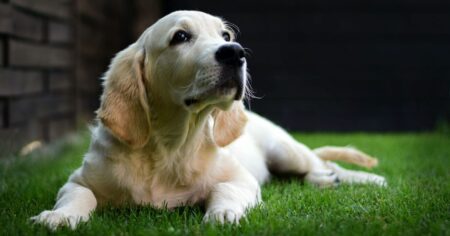 7 Crazy Facts About Golden Retriever Lifespans