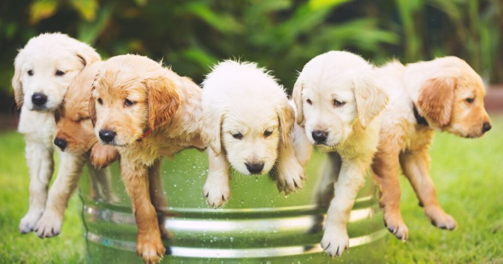 8 Types of Golden Retrievers