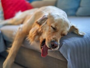 Adam Levine's Golden Retriever Charlie
