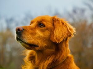 American Vs. Canadian Vs. British Golden Retrievers