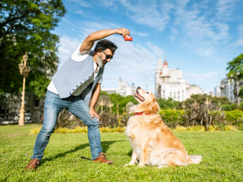 Are Golden Retrievers Easy To Train
