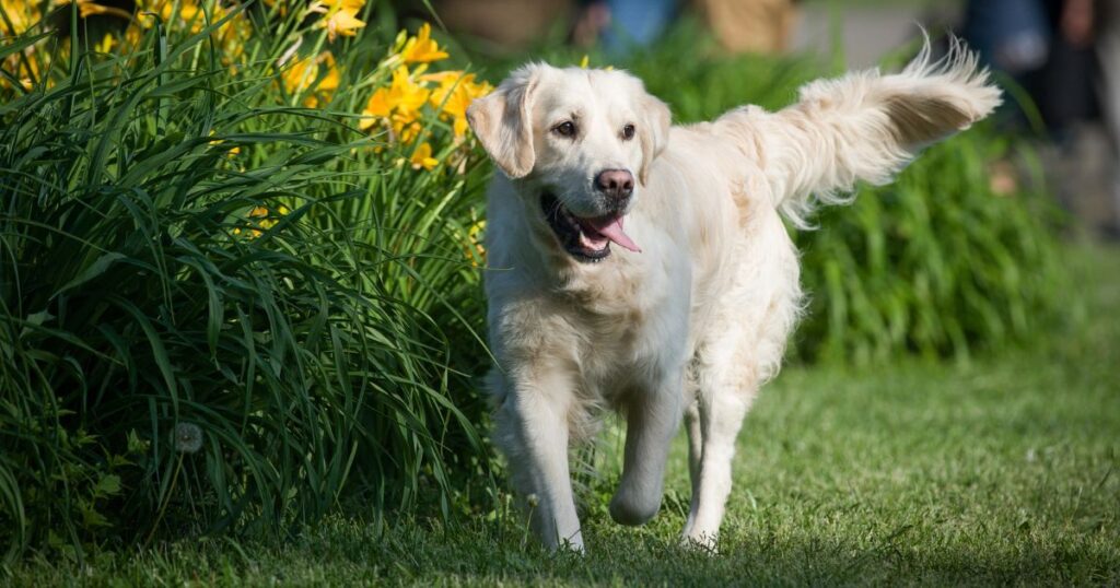 Are Golden Retrievers Easy To Train_ (The Answer Might Surprise You)
